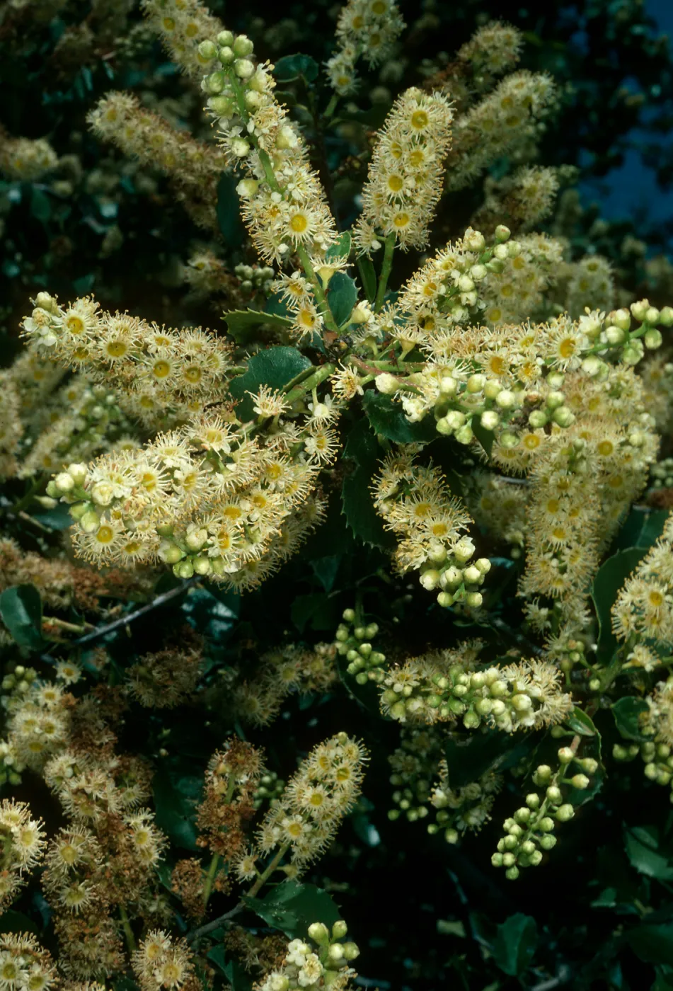 Prunus ilicifolia, W. Camino Cielo