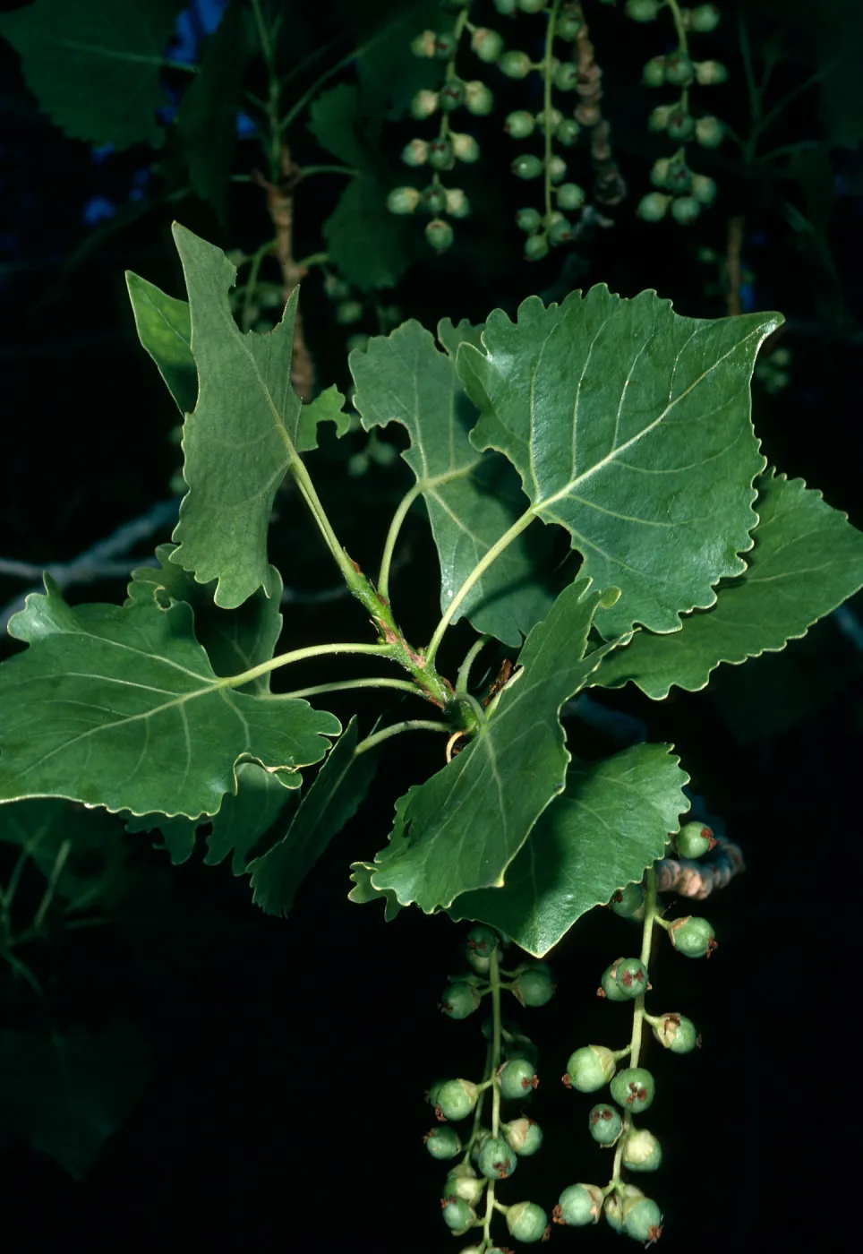 Populus fremontii, Cottonwood Cyn. Death Valley