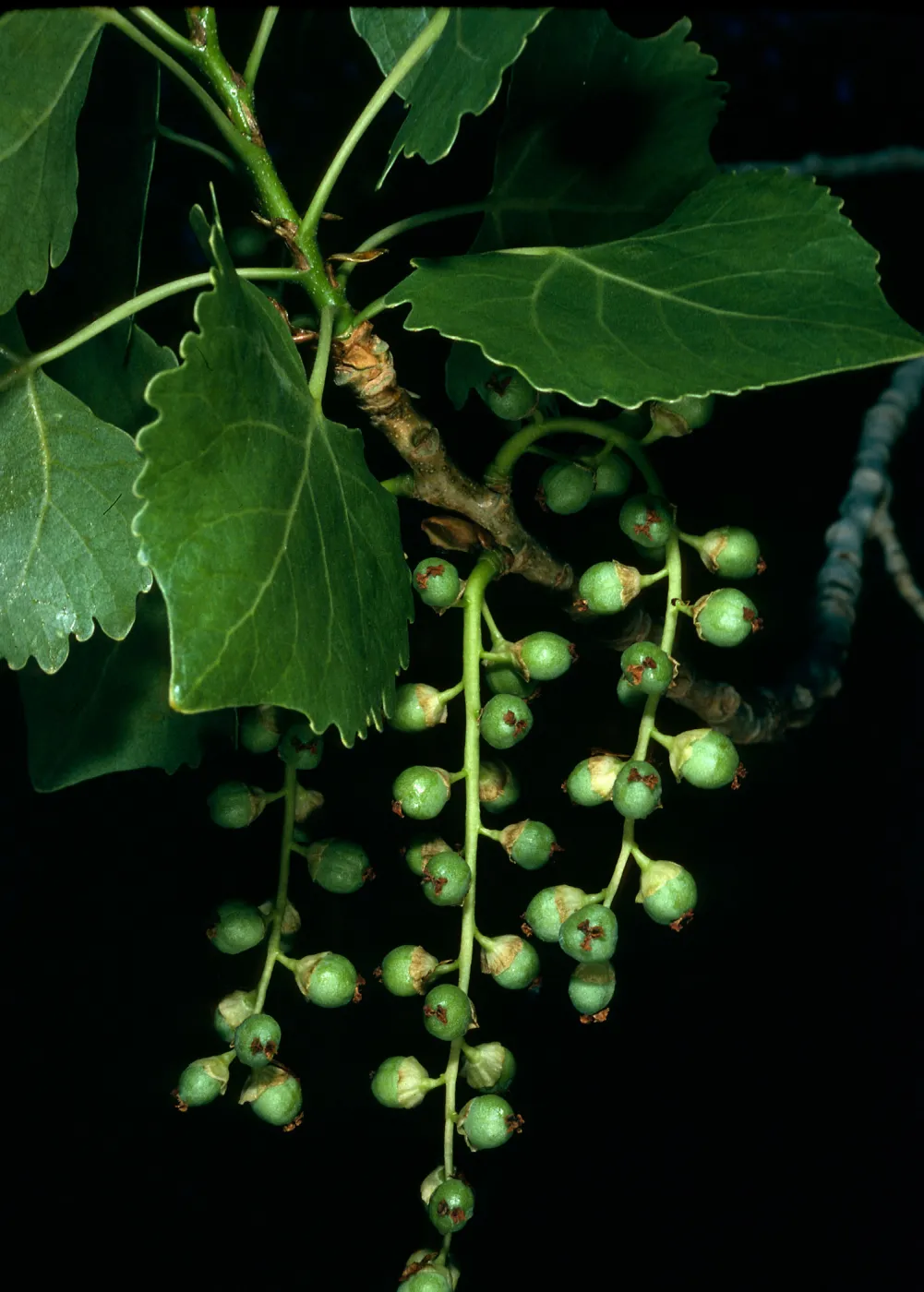 Populus fremontii, Cottonwood Cyn. Death Valley
