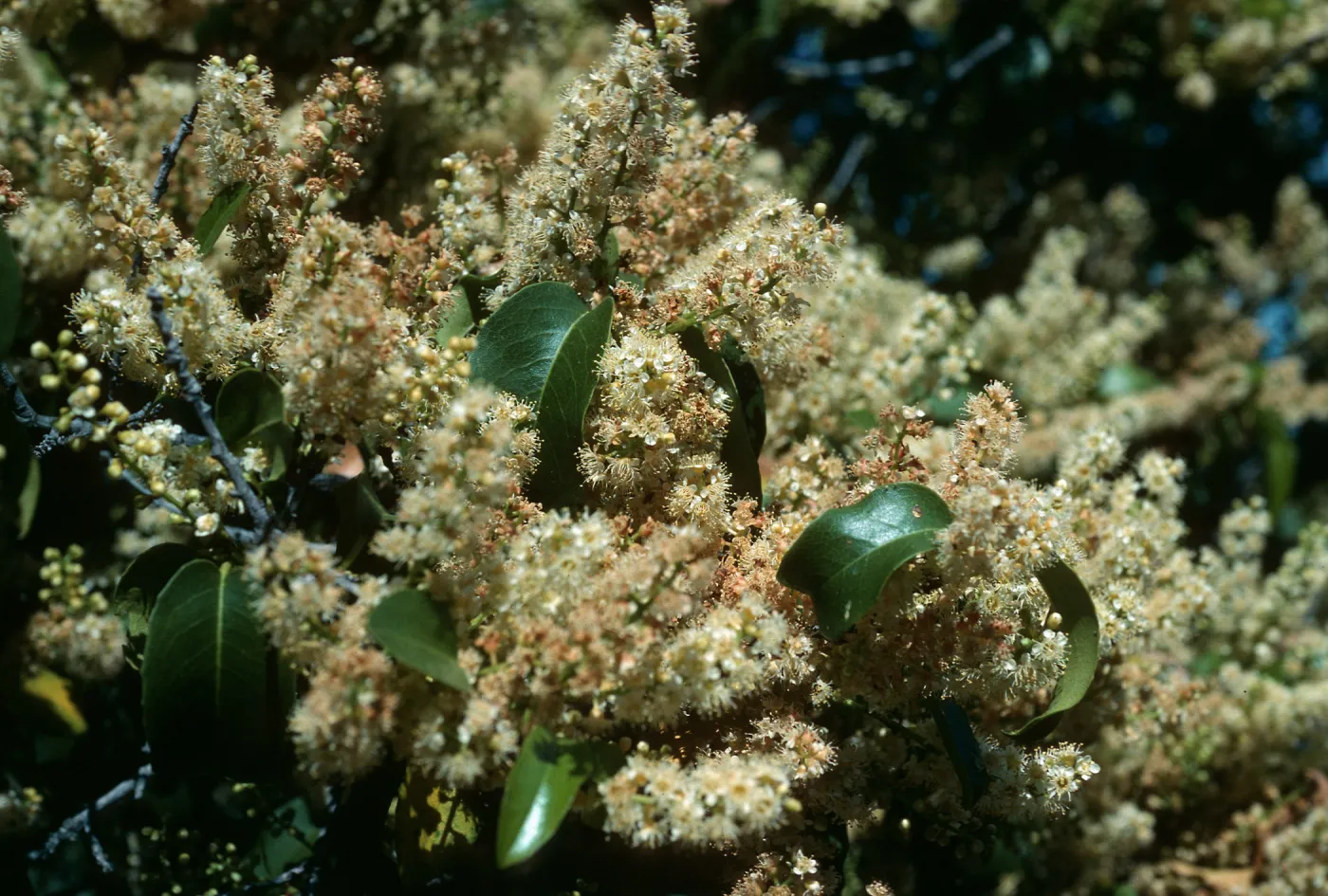 Prunus lyonii, S. Cruz Isl.