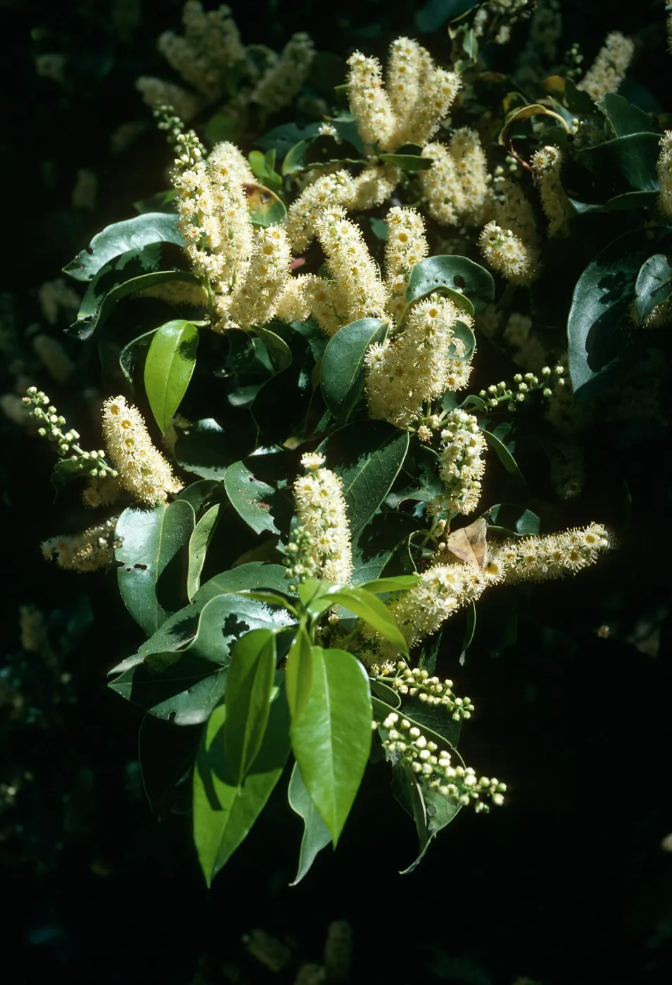 Prunus lyonii, Smugglers Cyn. S. Cruz Isl.