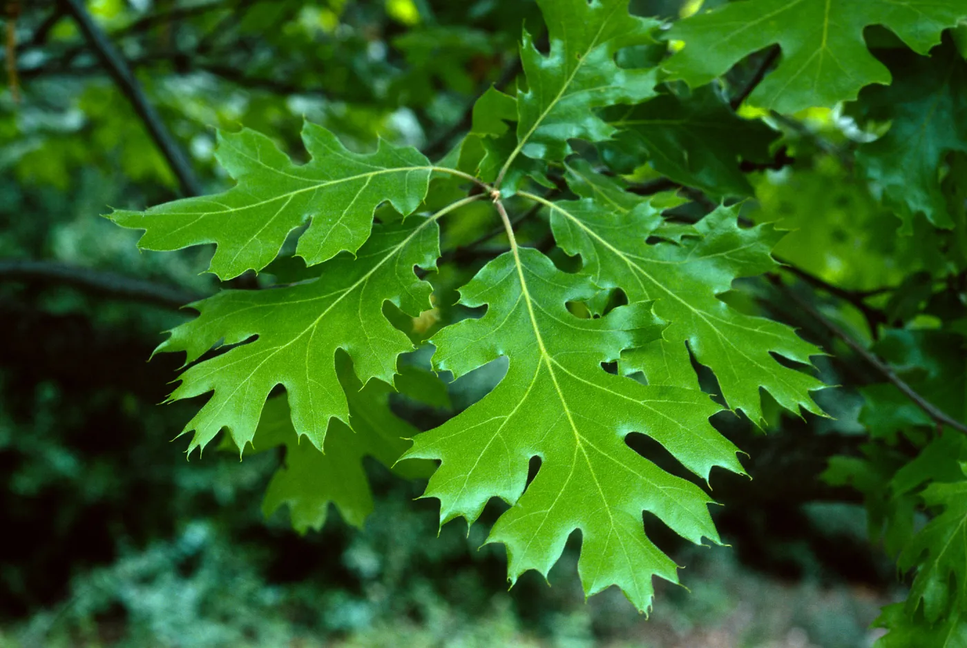 Quercus kelloggii, SBBG