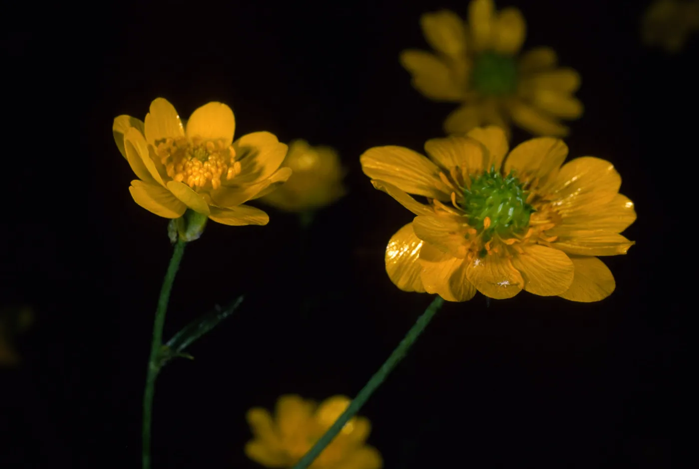 Ranunculus californica, SBBG