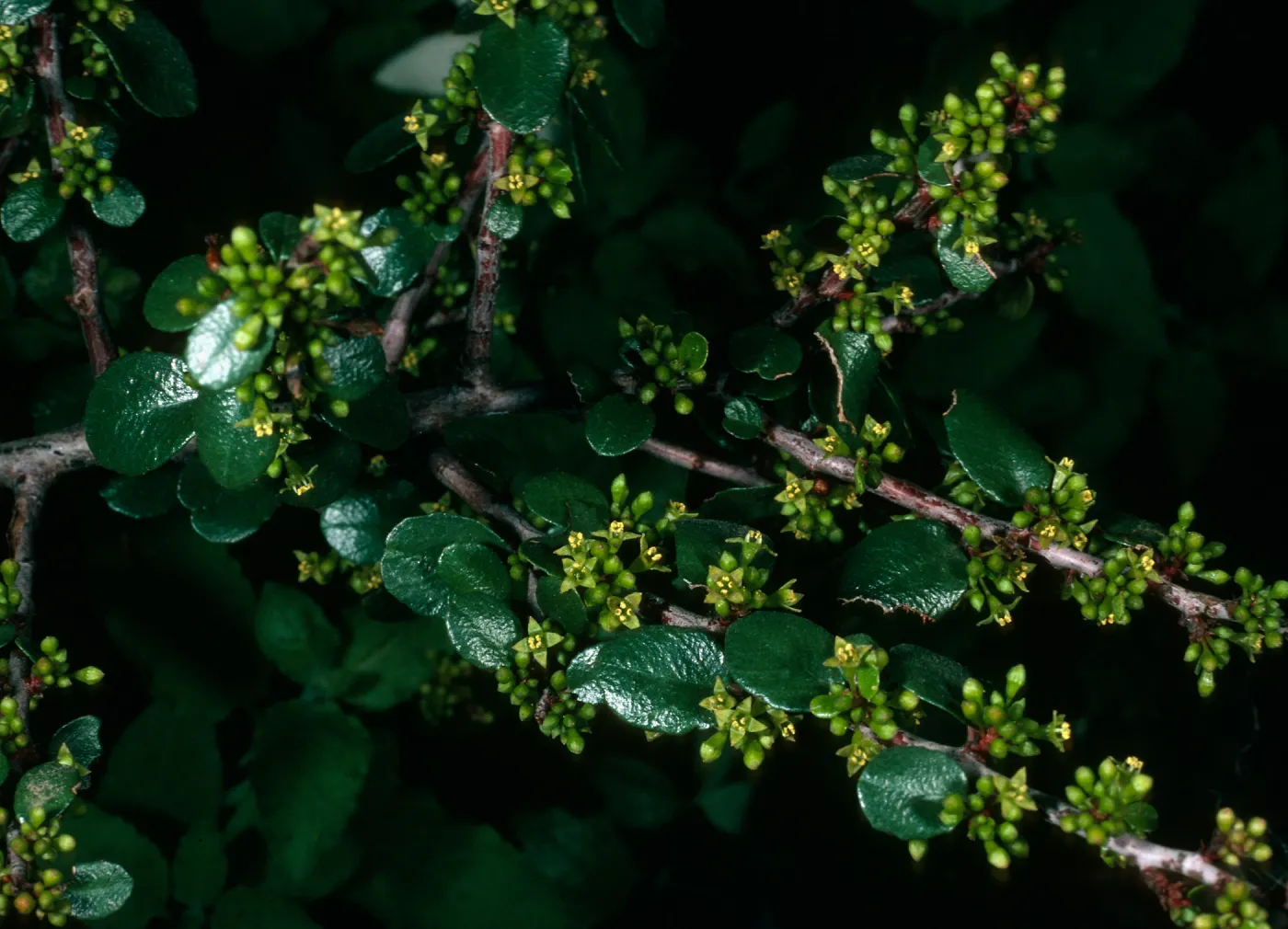 Rhamnus crocea, San Roque Cyn.