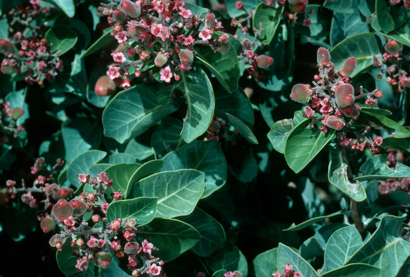 Rhus lentii, Cañada de la Mina, Cedros Isl.