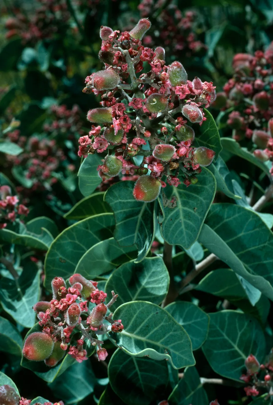 Rhus lentii, Cañada de la Mina, Cedros Isl.