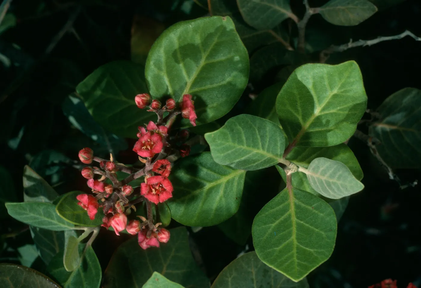 Rhus lentii, Gran Cañon, Cedros Isl.