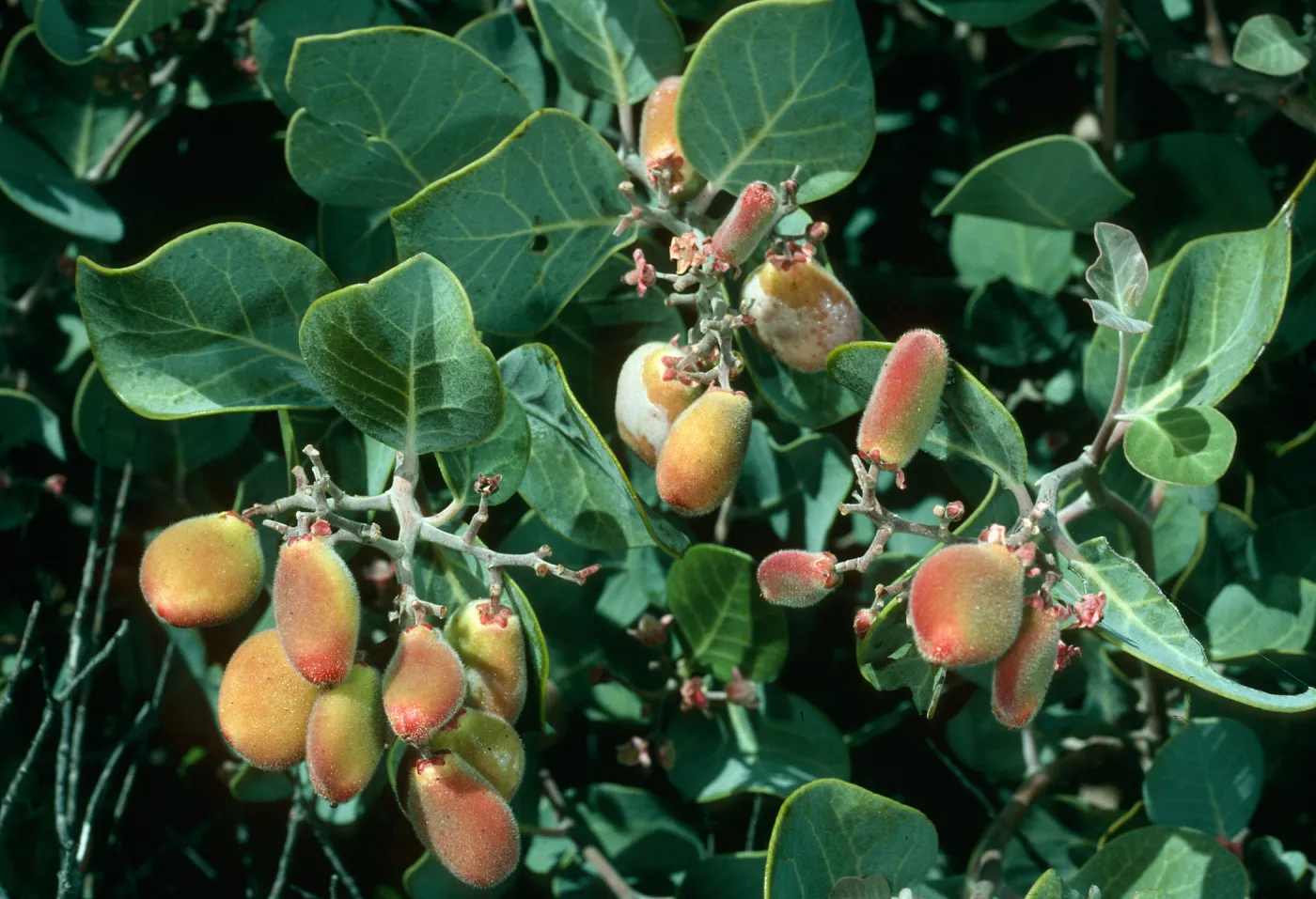 Rhus lentii, Cañada de la Mina, Cedros Isl.