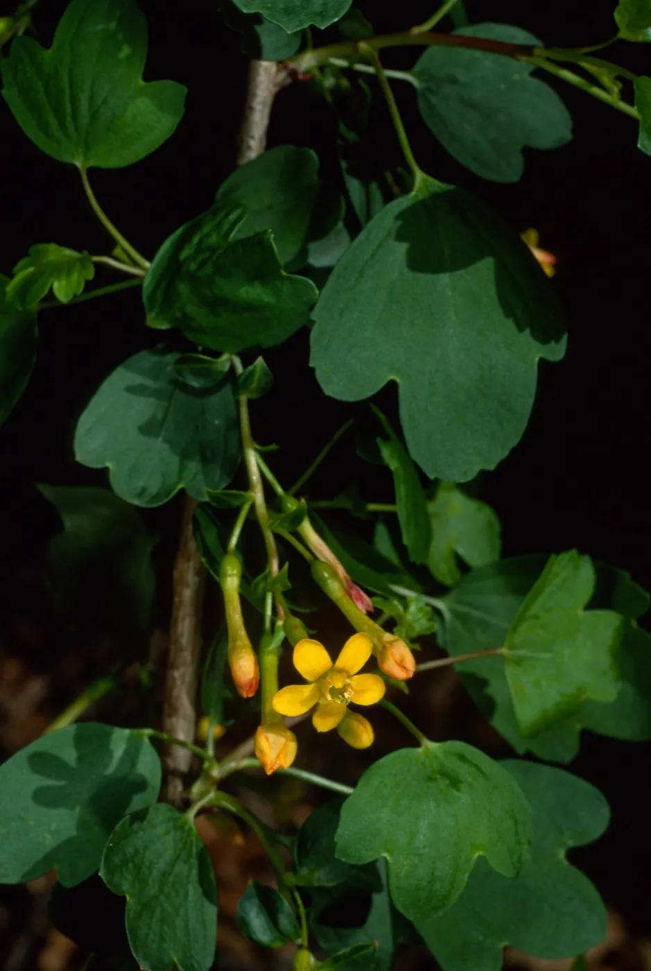 Ribes aureum, SBBG