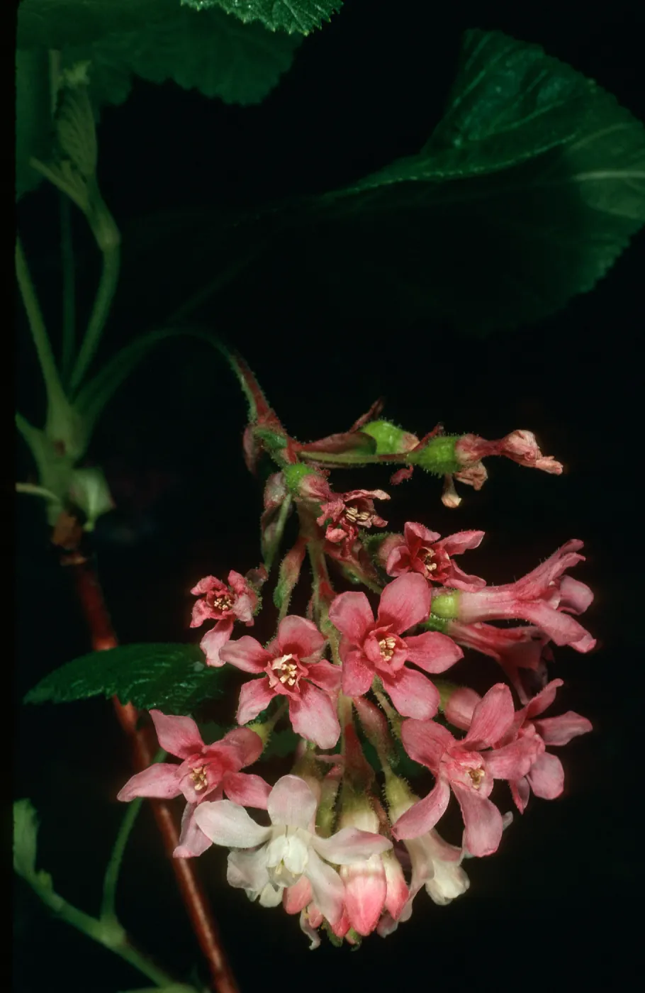 Ribes sanguineum, SBBG