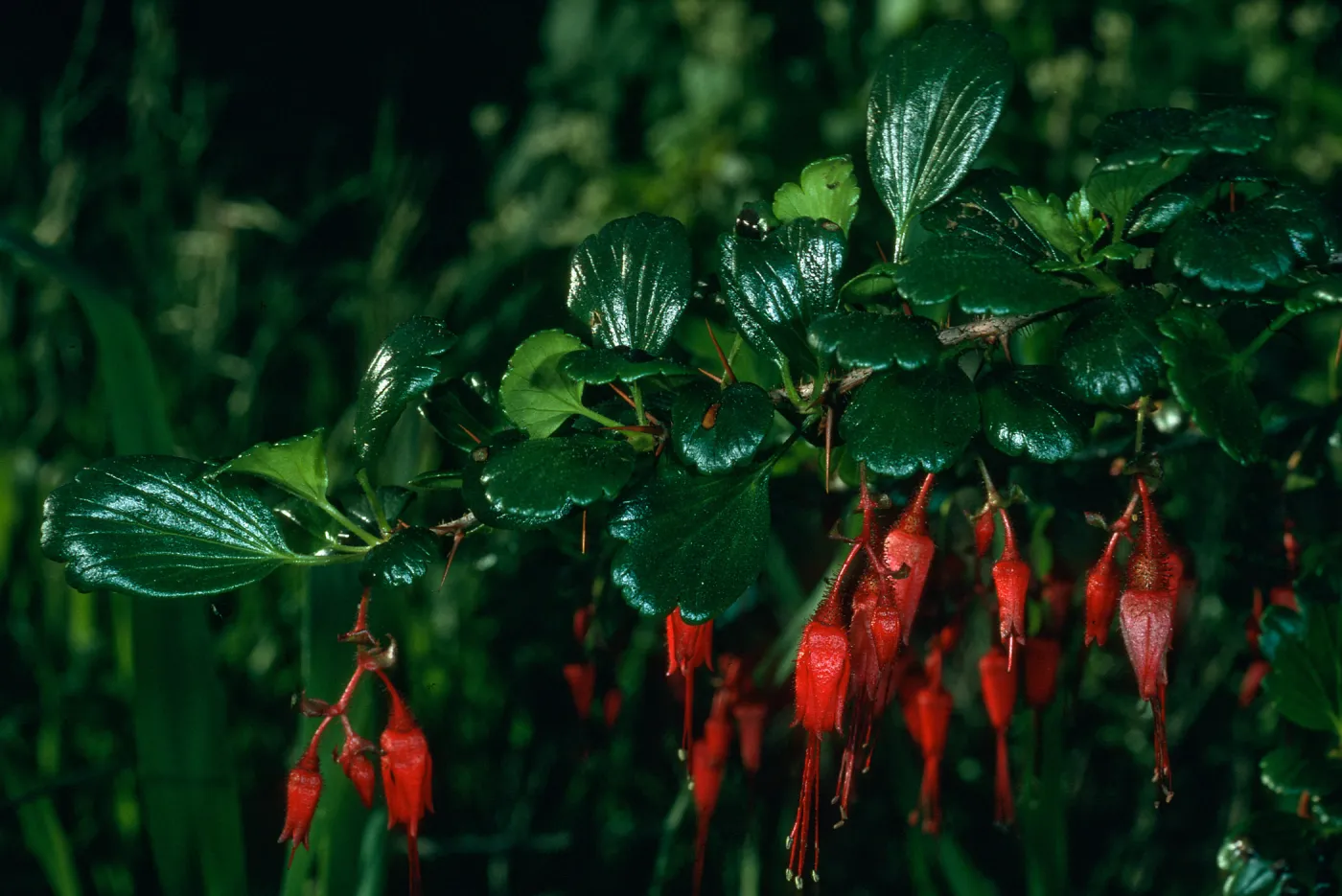 Ribes speciosum, Calle Poniente, SB