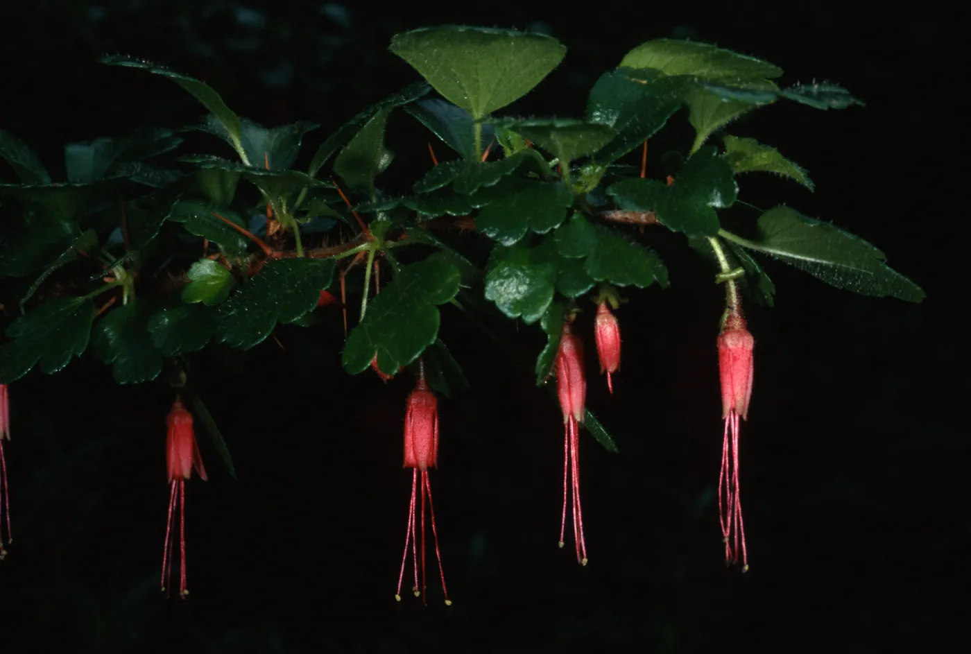 Ribes speciosum, SBBG