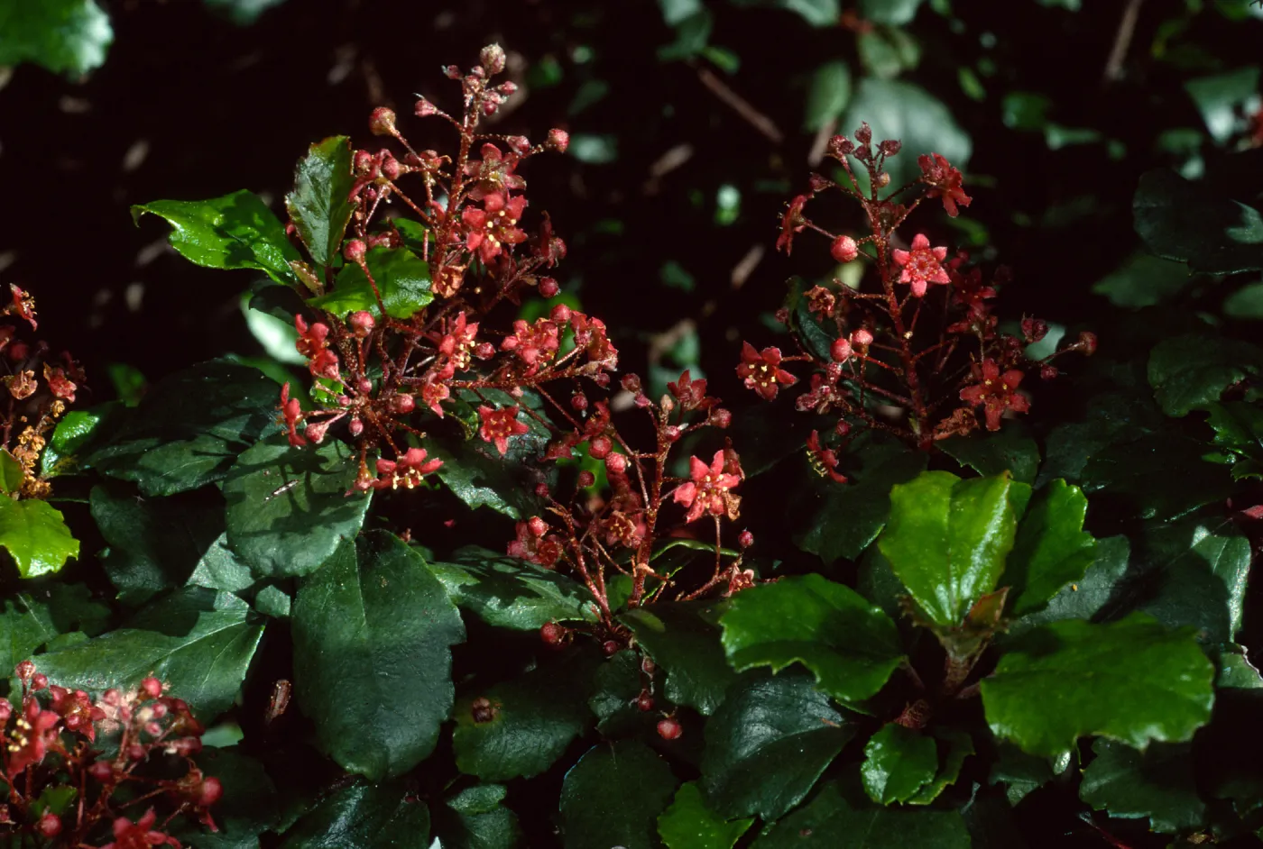 Ribes viburnifolium, SBBG