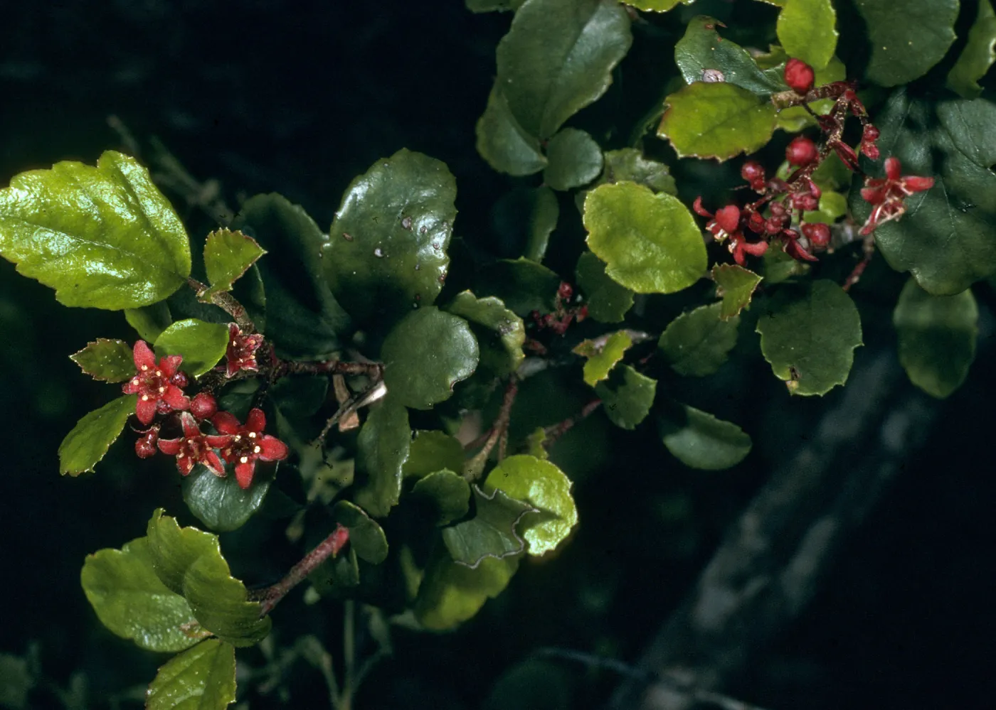 Ribes viburnifolium,Black Jack Junction, S. Catalina Isl.