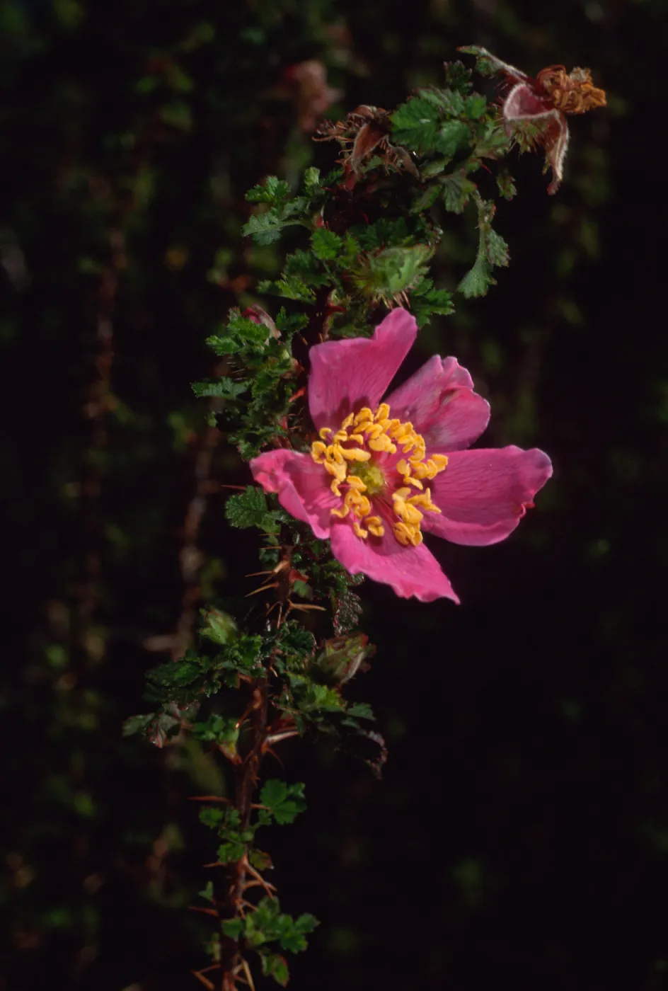 Rosa minutiflora, SBBG