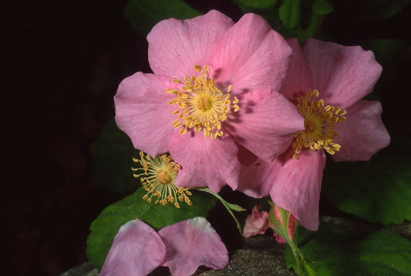 Rosa californica, SBBG