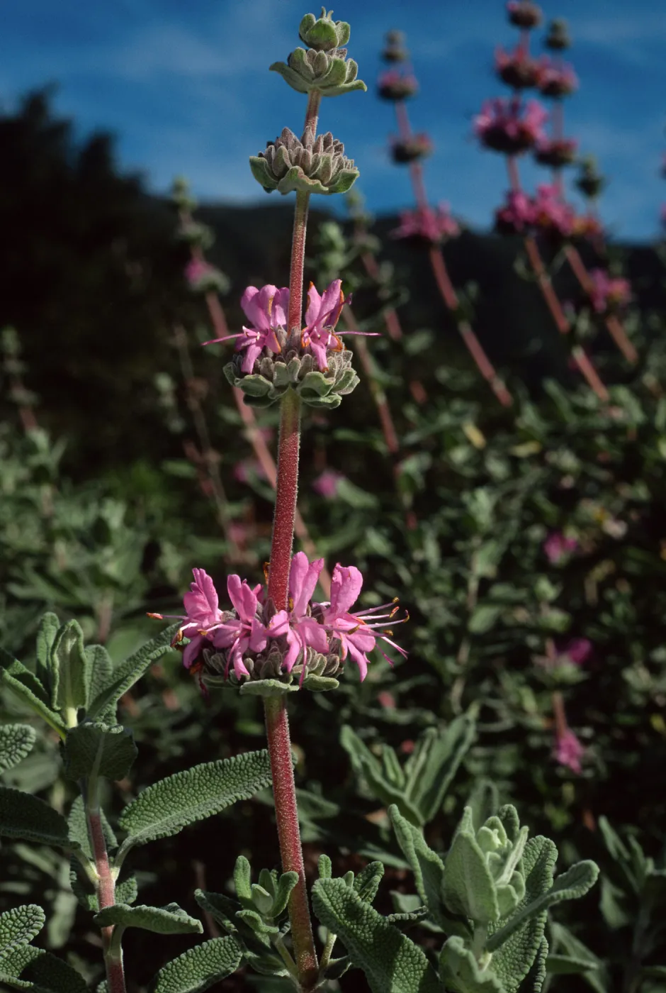 Salvia leucophylla (Purple Sage)