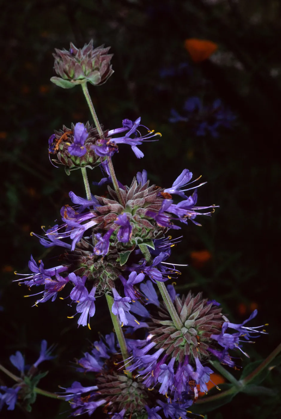 Salvia (Sage) clevelandii, Upper Meadow