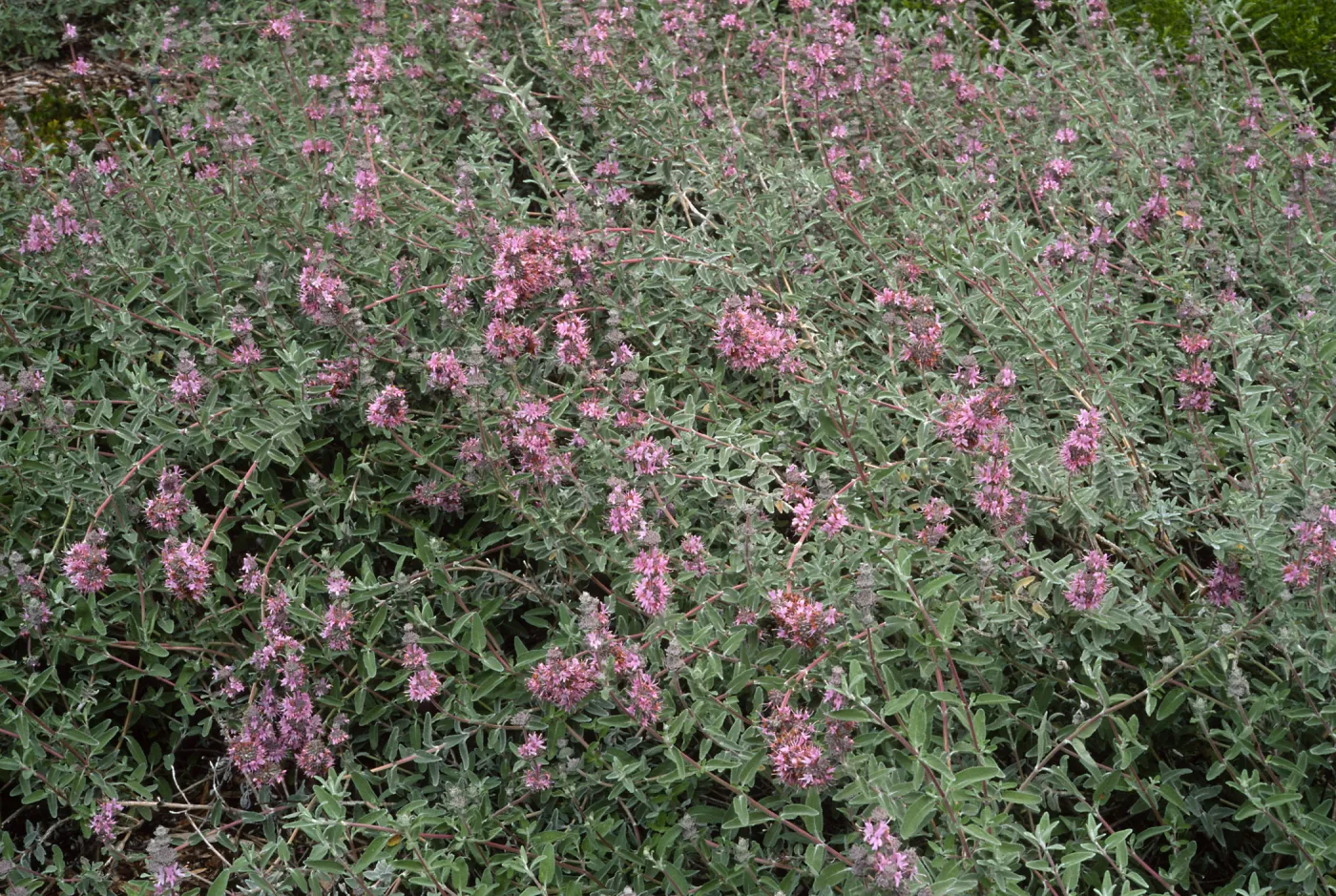 Salvia leucophylla (Purple Sage)