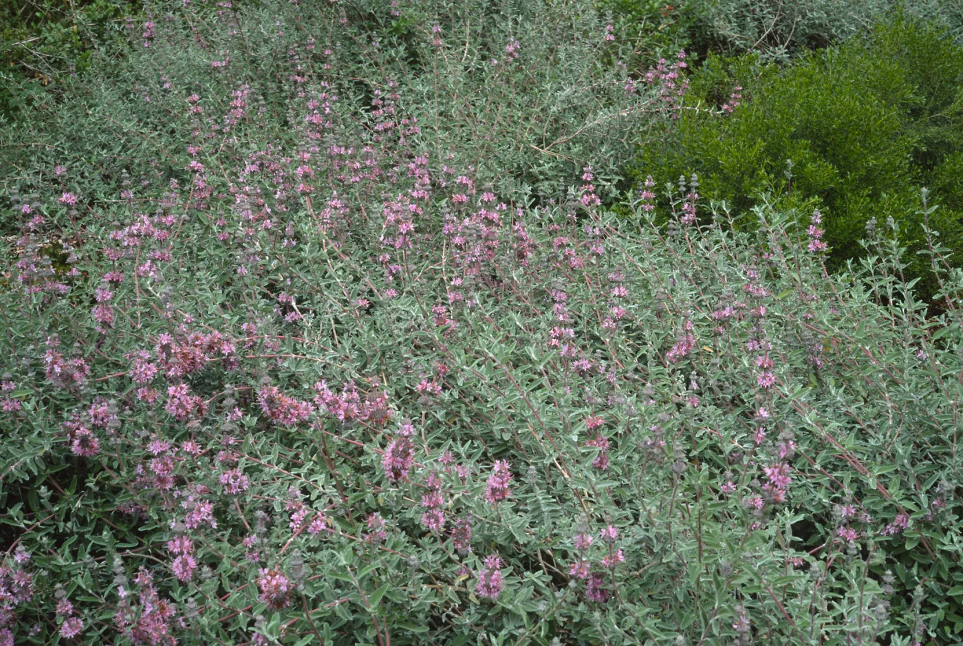 Salvia leucophylla (Purple Sage)