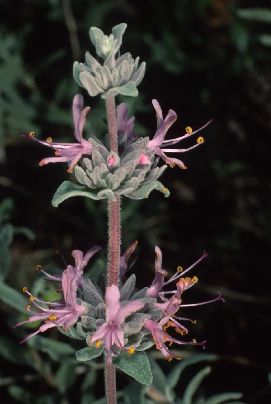 Salvia leucophylla (Purple Sage), SBBG