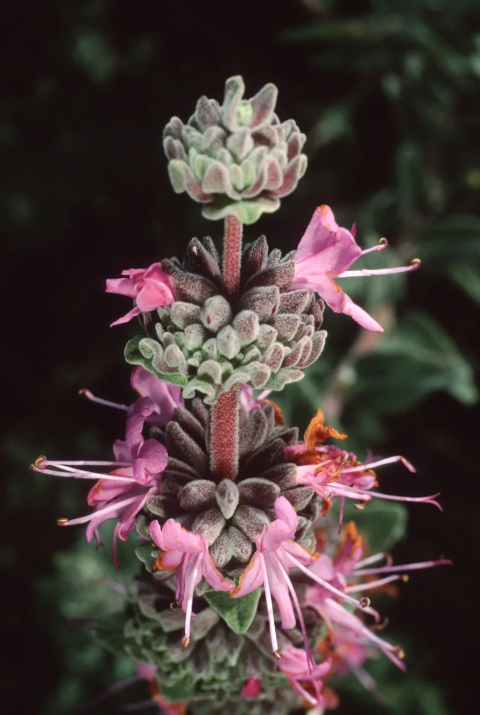 Salvia leucophylla (Purple Sage), SBBG