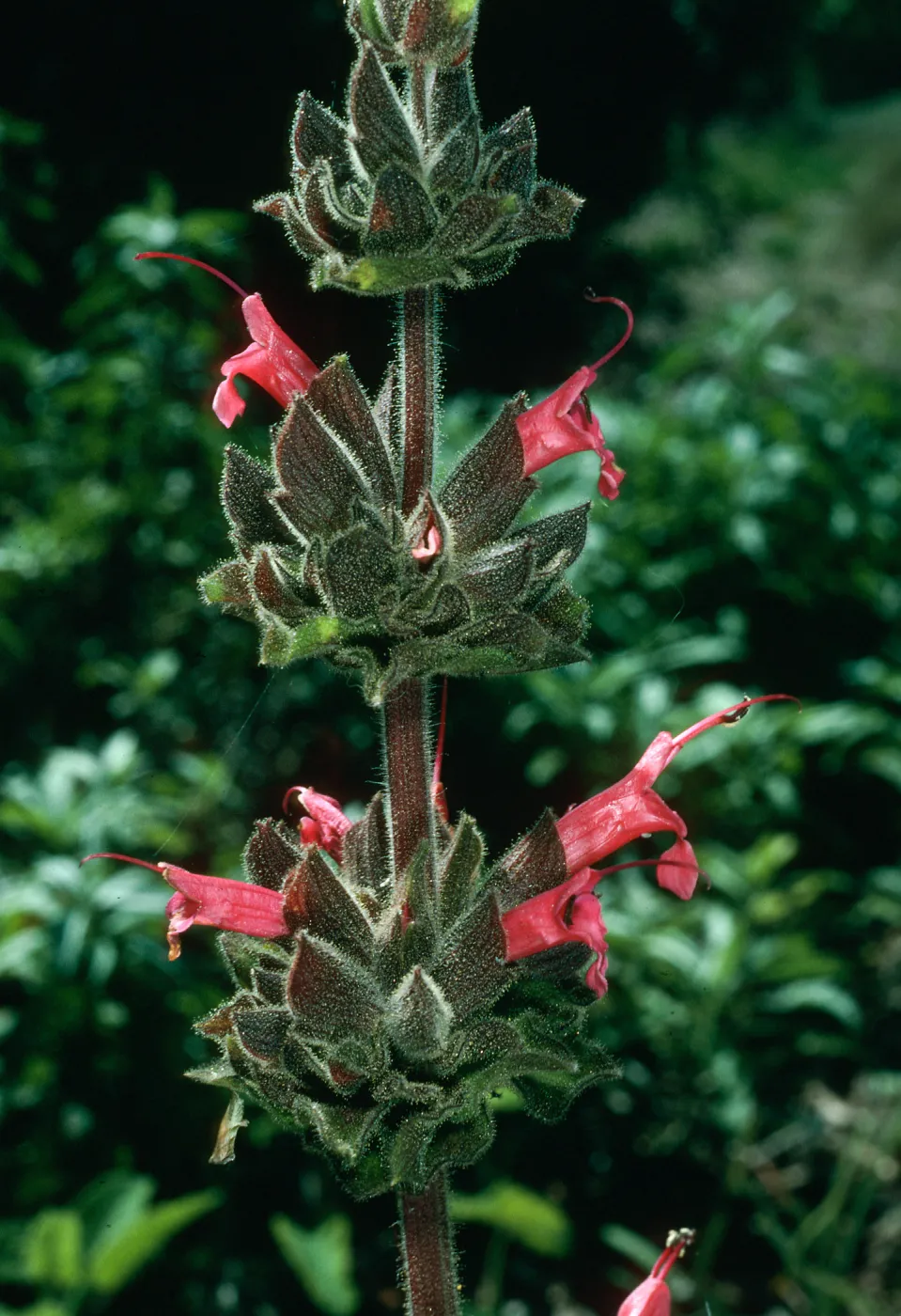 Salvia spathacea (California Hummingbird Sage), SBBG