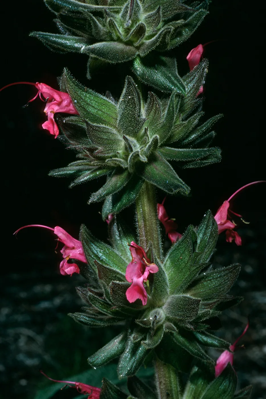 Salvia spathacea (California Hummingbird Sage),, SBBG