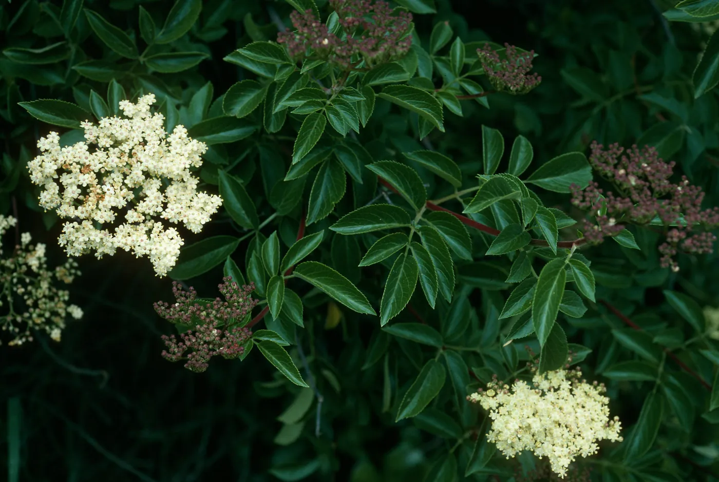 Sambucus mexicana,Calle Poniente, SB
