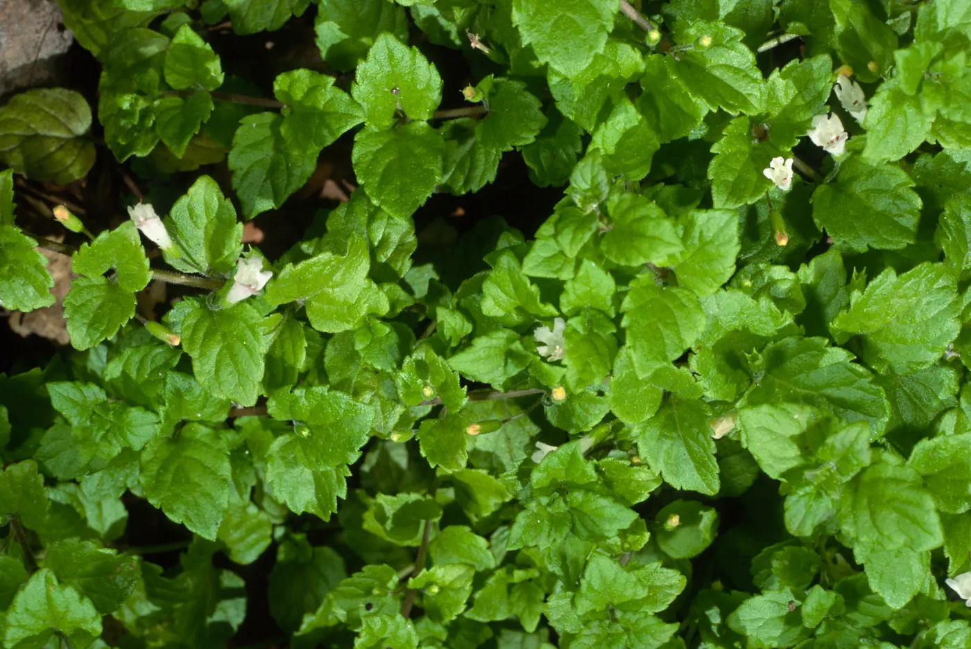 Satureja douglasii, SBBG