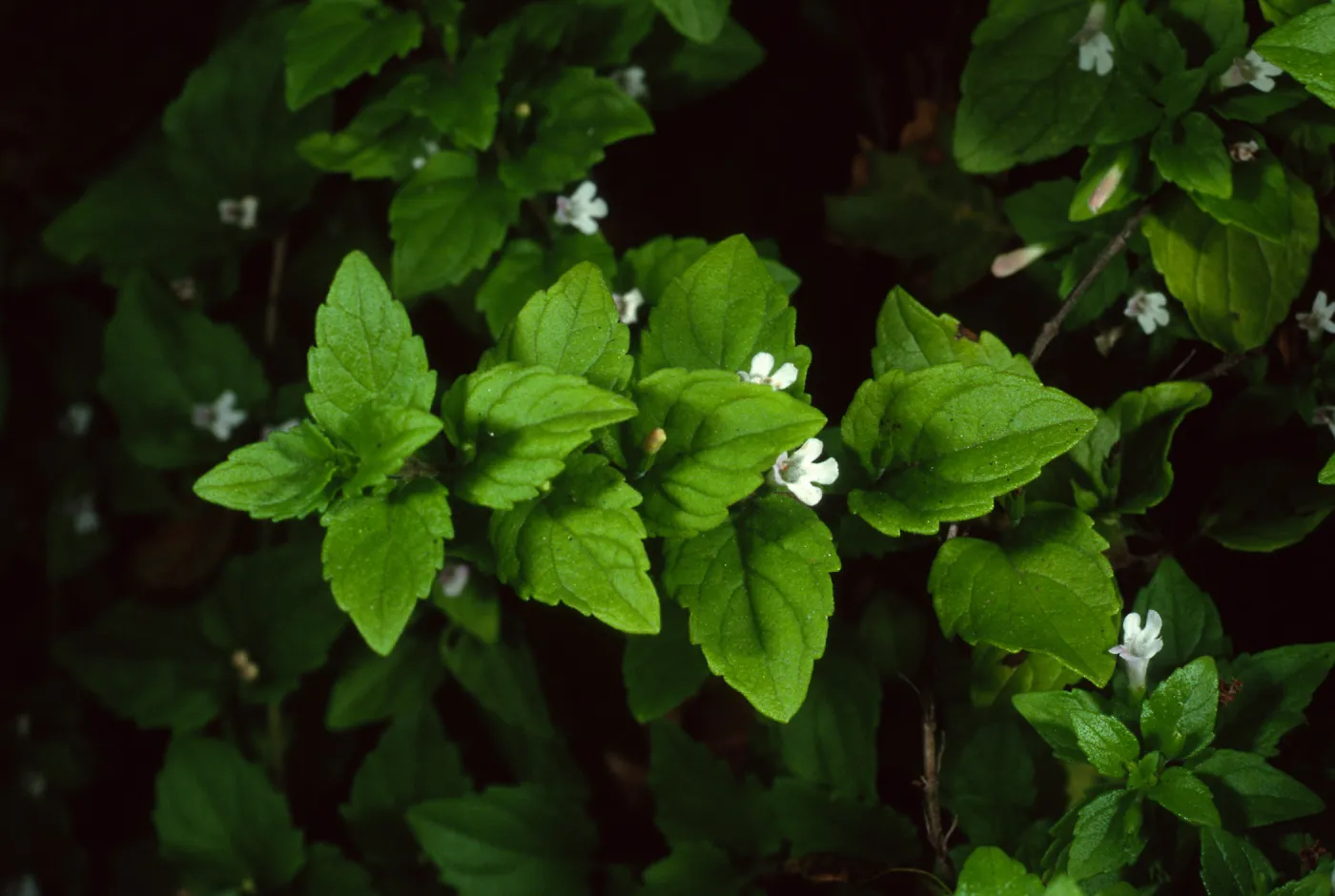 Satureja douglasii, SBBG
