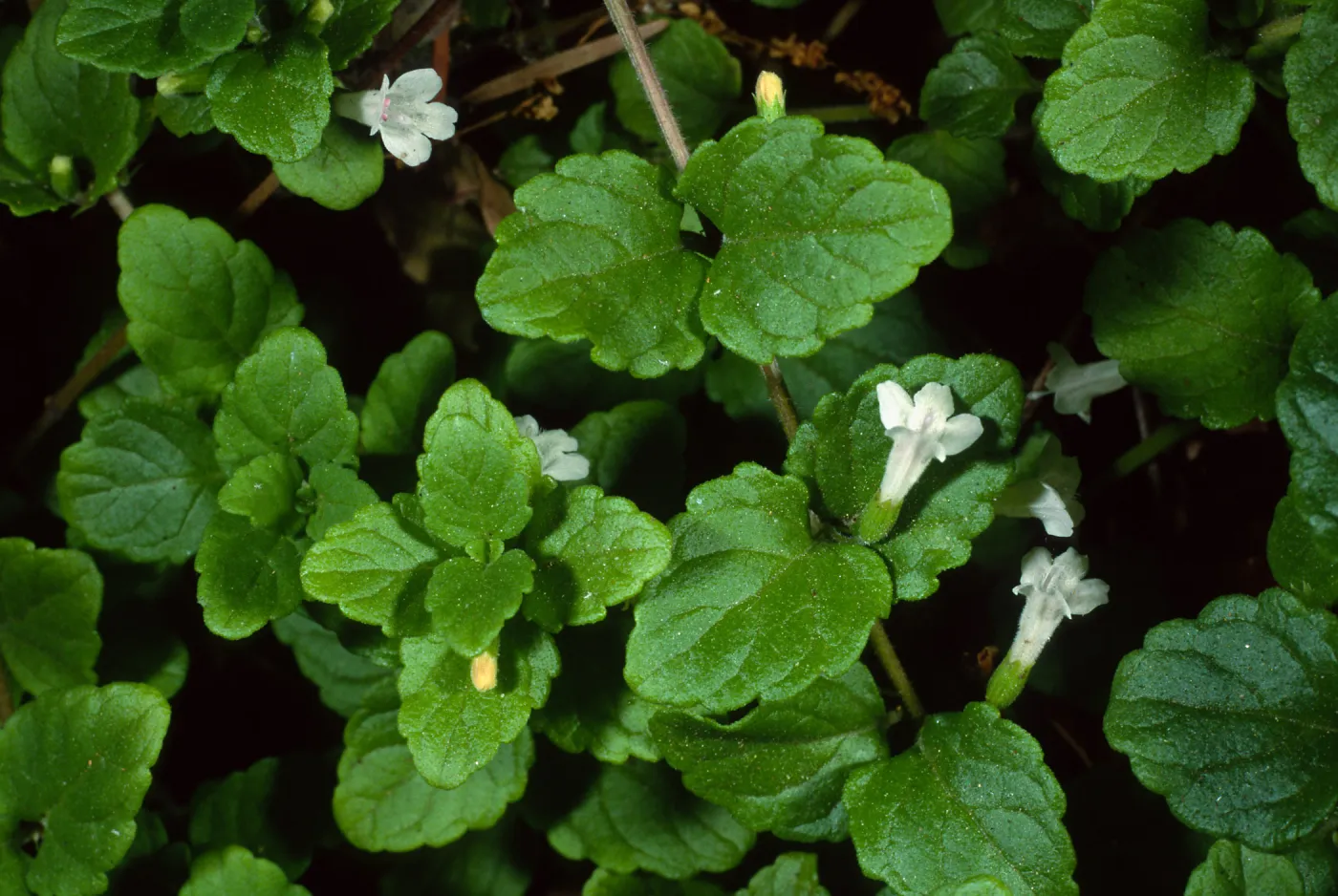 Satureja douglasii, SBBG