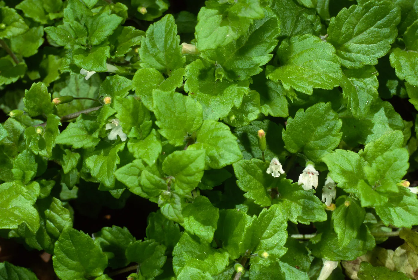 Satureja douglasii, SBBG