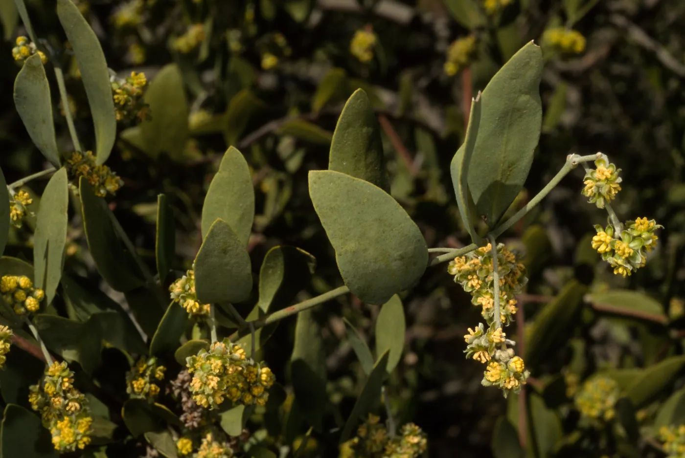 Simmondsia chinensis, SBBG