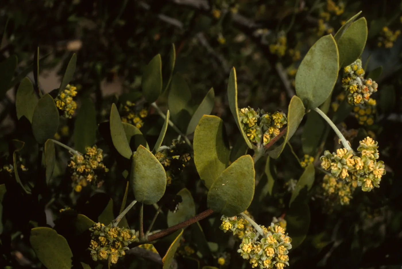 Simmondsia chinensis, SBBG
