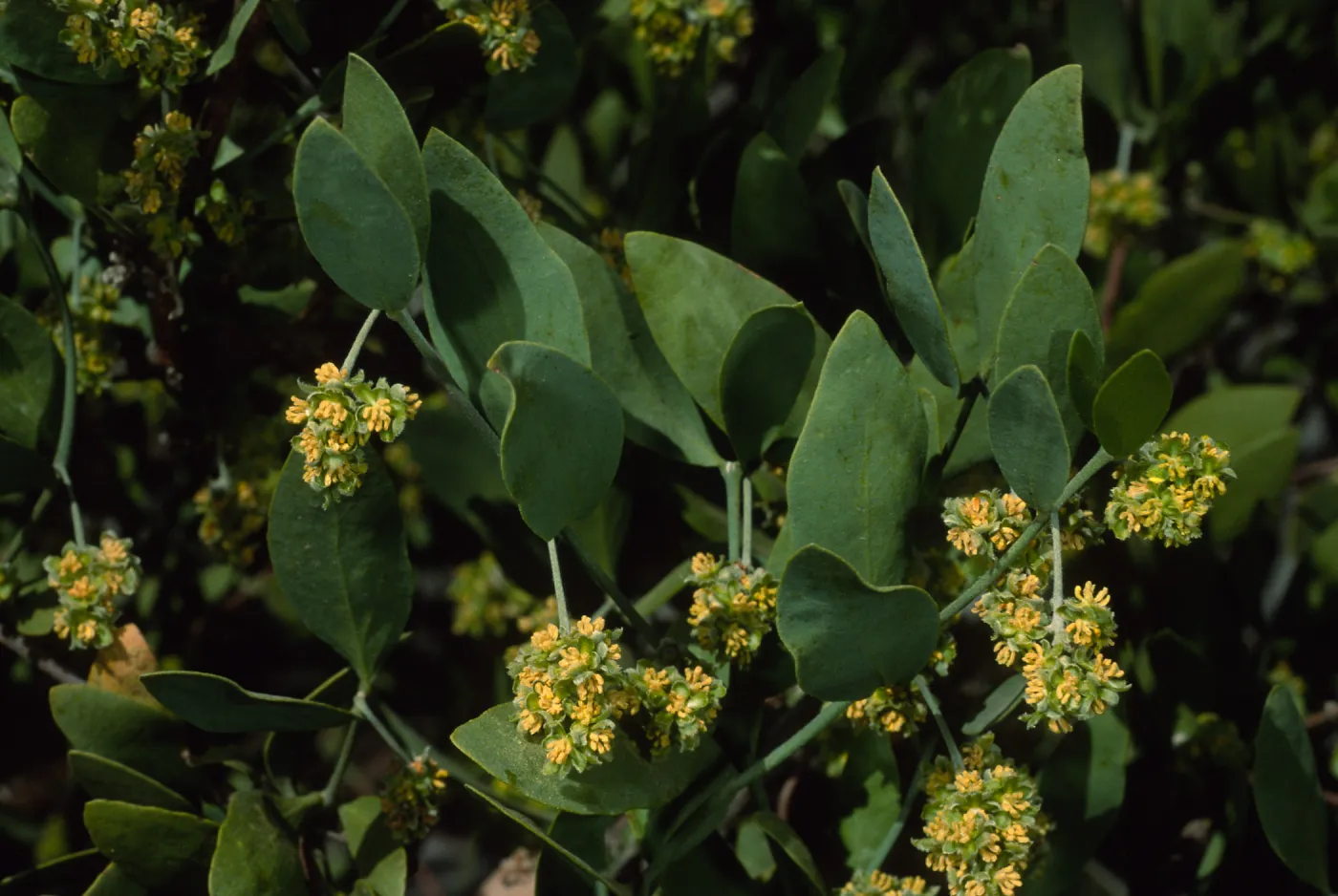 Simmondsia chinensis, SBBG