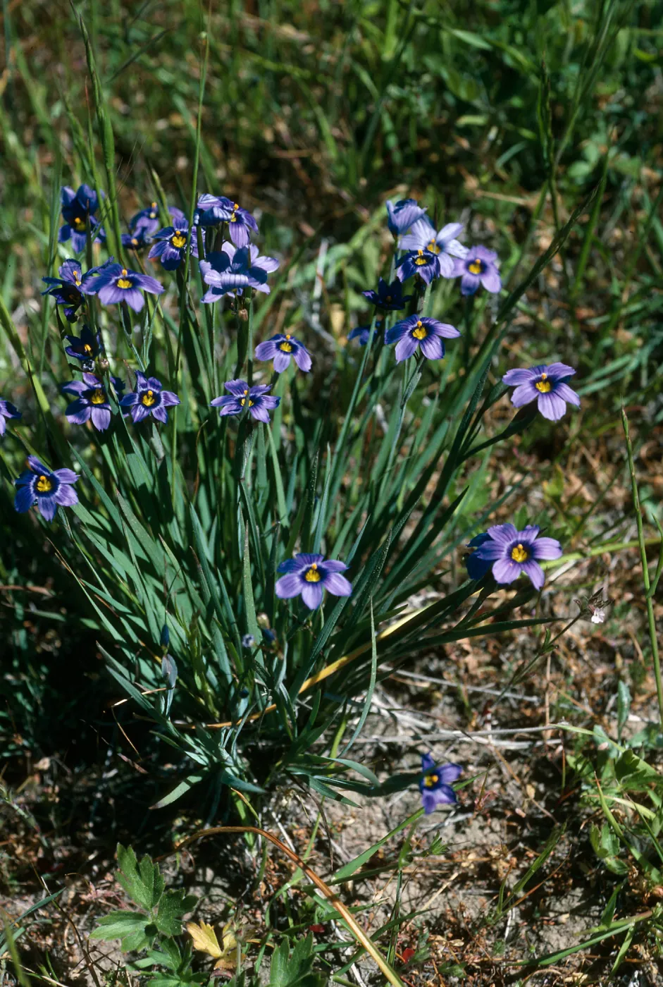 Sisyrinchium bellum, Lower Sauces Cyn., S. Cruz Isl.