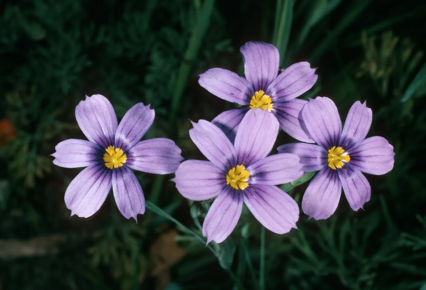 Sisyrinchium bellum, SBBG