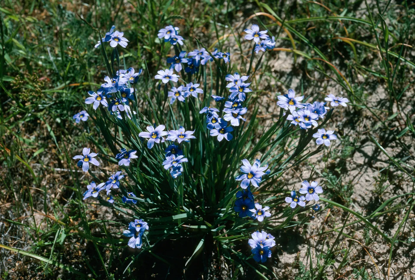 Sisyrinchium bellum, Sauces Cyn., S. Cruz Isl.