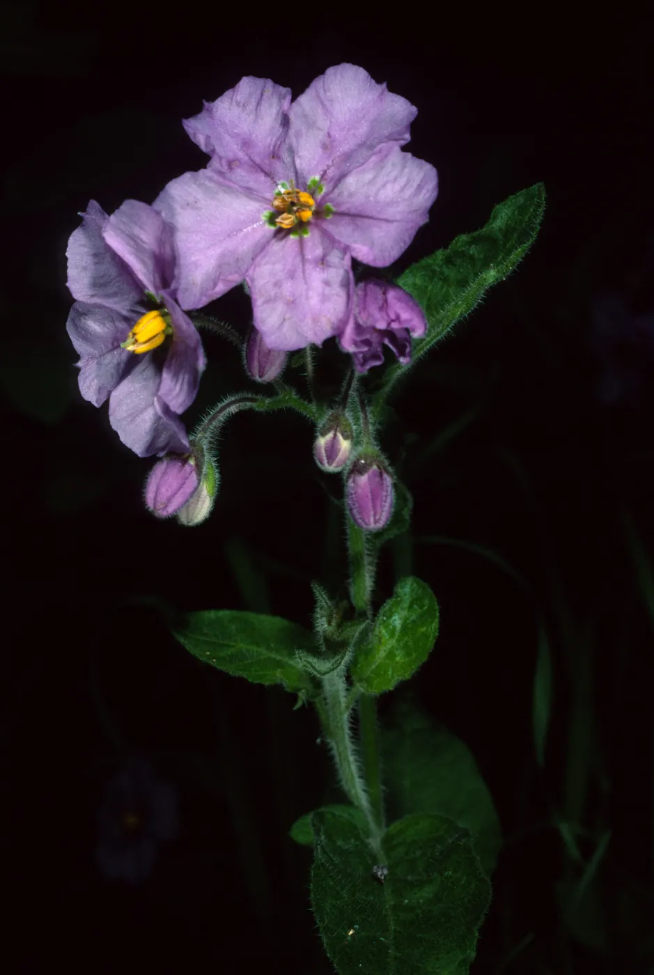 Solanum xanti, Tunnel Trail