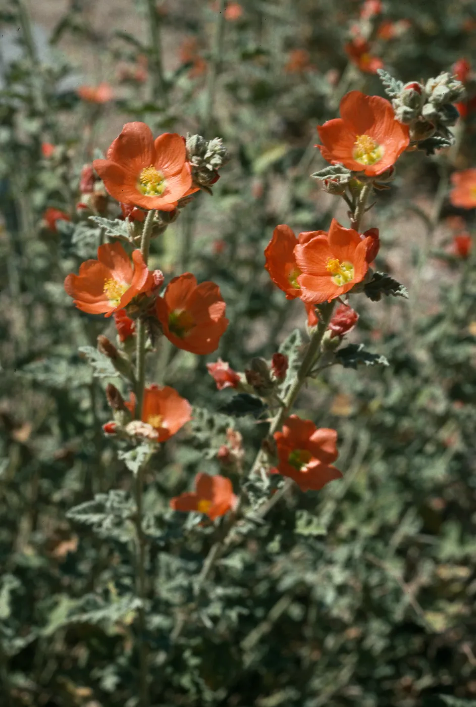 Sphaeralcea ambigua, SBBG
