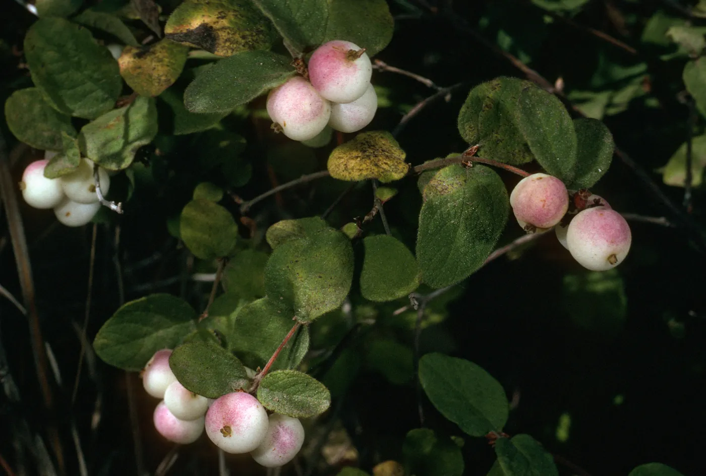 Symphoricarpos mollis, Portezuela Grade, S. Cruz Isl.