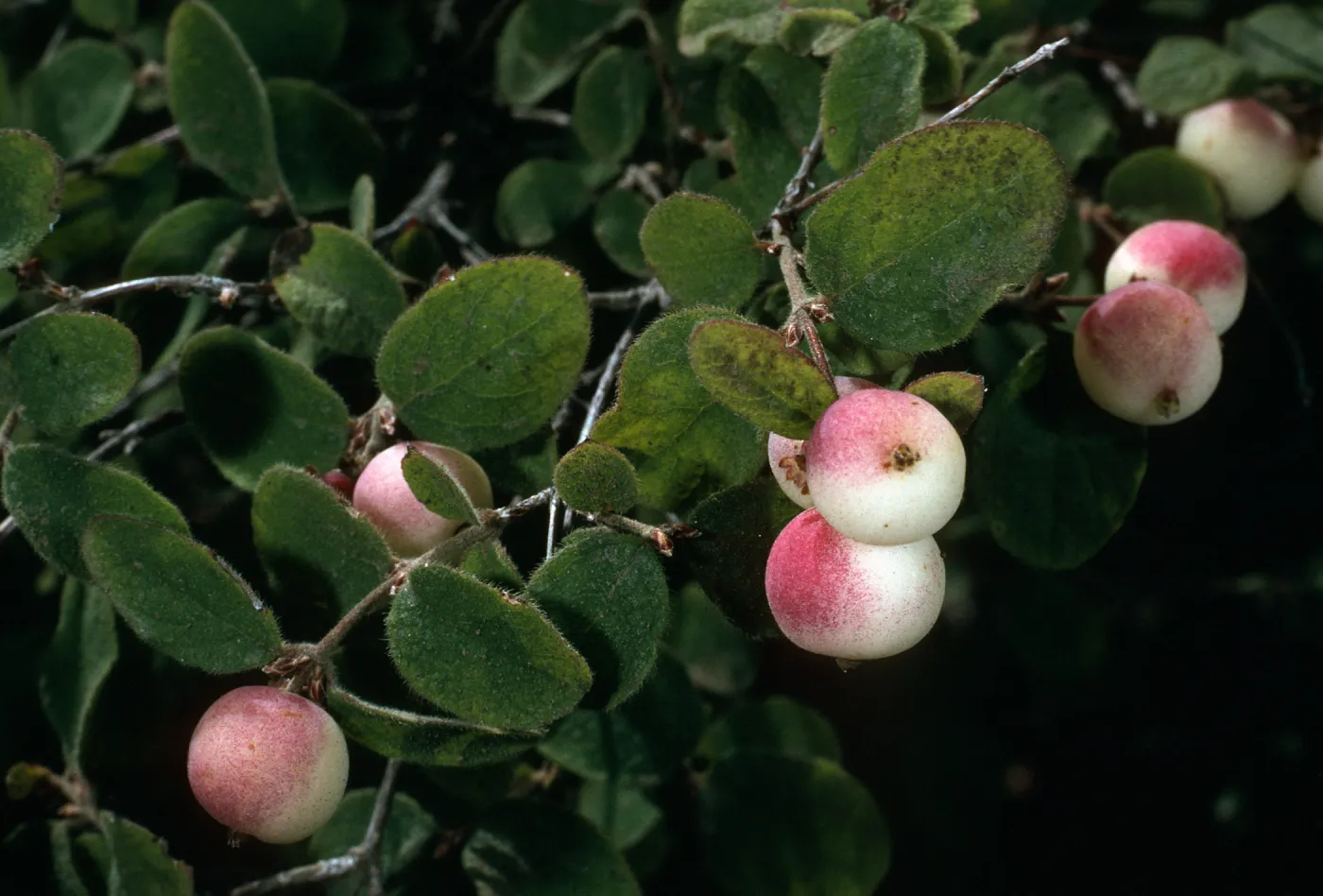Symphoricarpos mollis, Portezuela Grade, S. Cruz Isl.