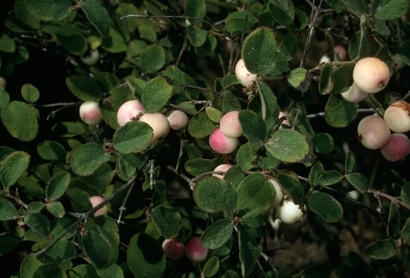 Symphoricarpos mollis, Portezuela Grade, S. Cruz Isl.