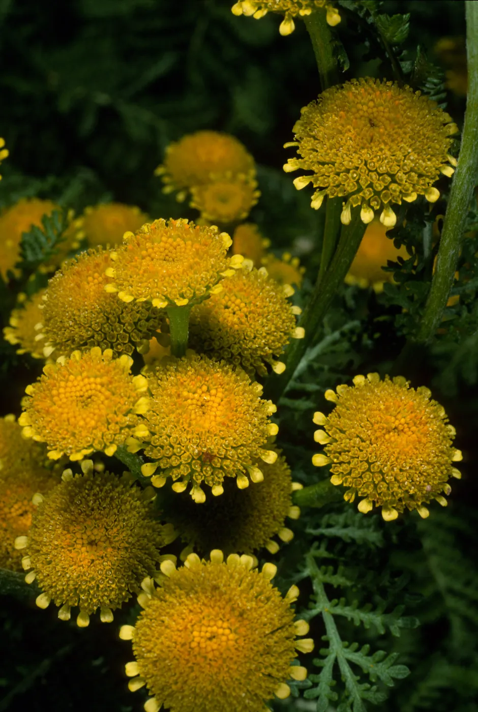 Tanacetum camphoratum, SBBG