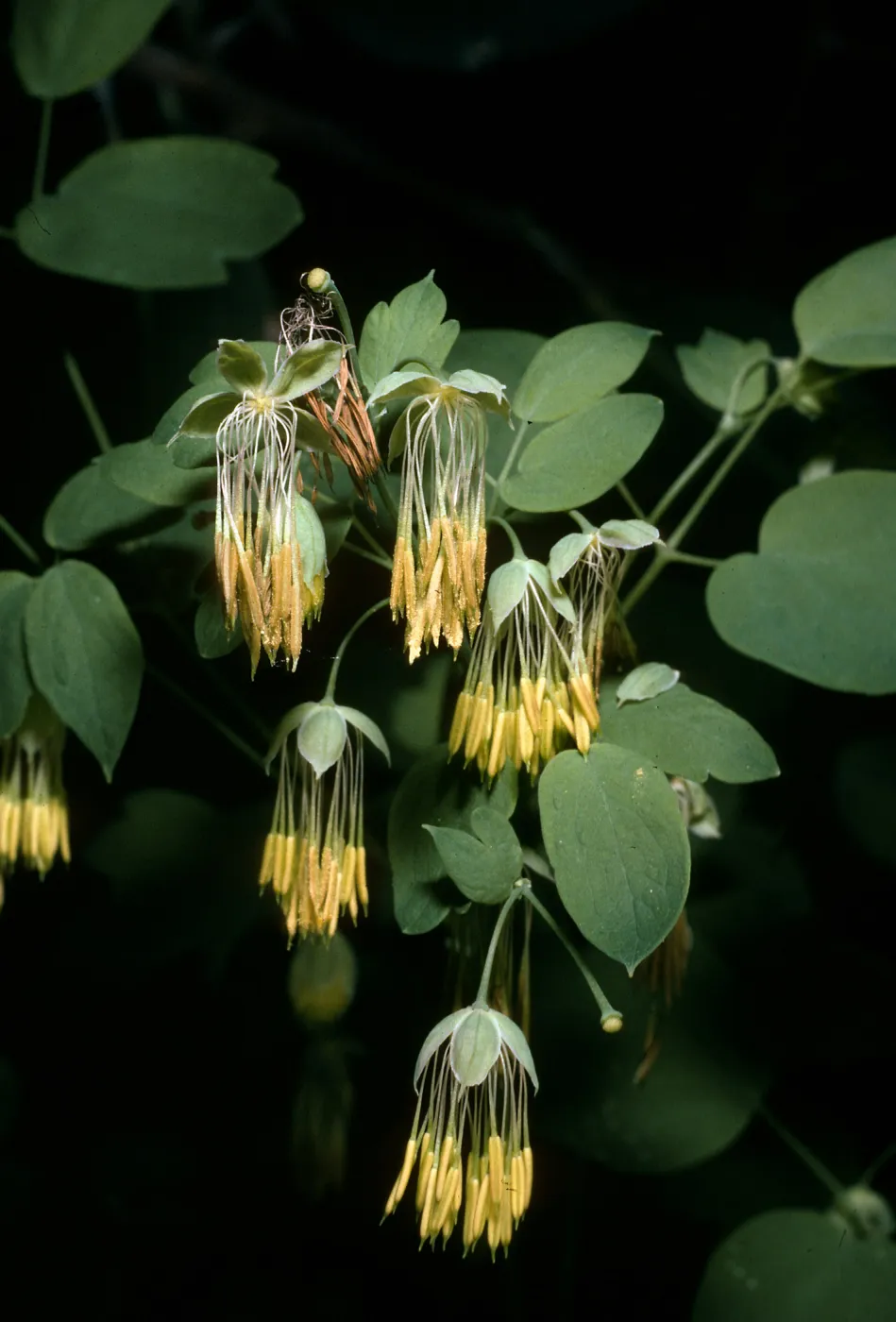 Thalictrum polycarpum, SBBG