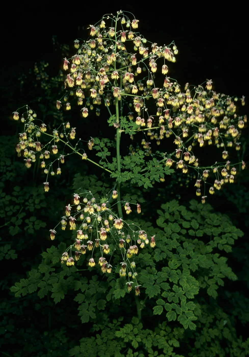 Thalictrum polycarpum, SBBG, Arroyo Section