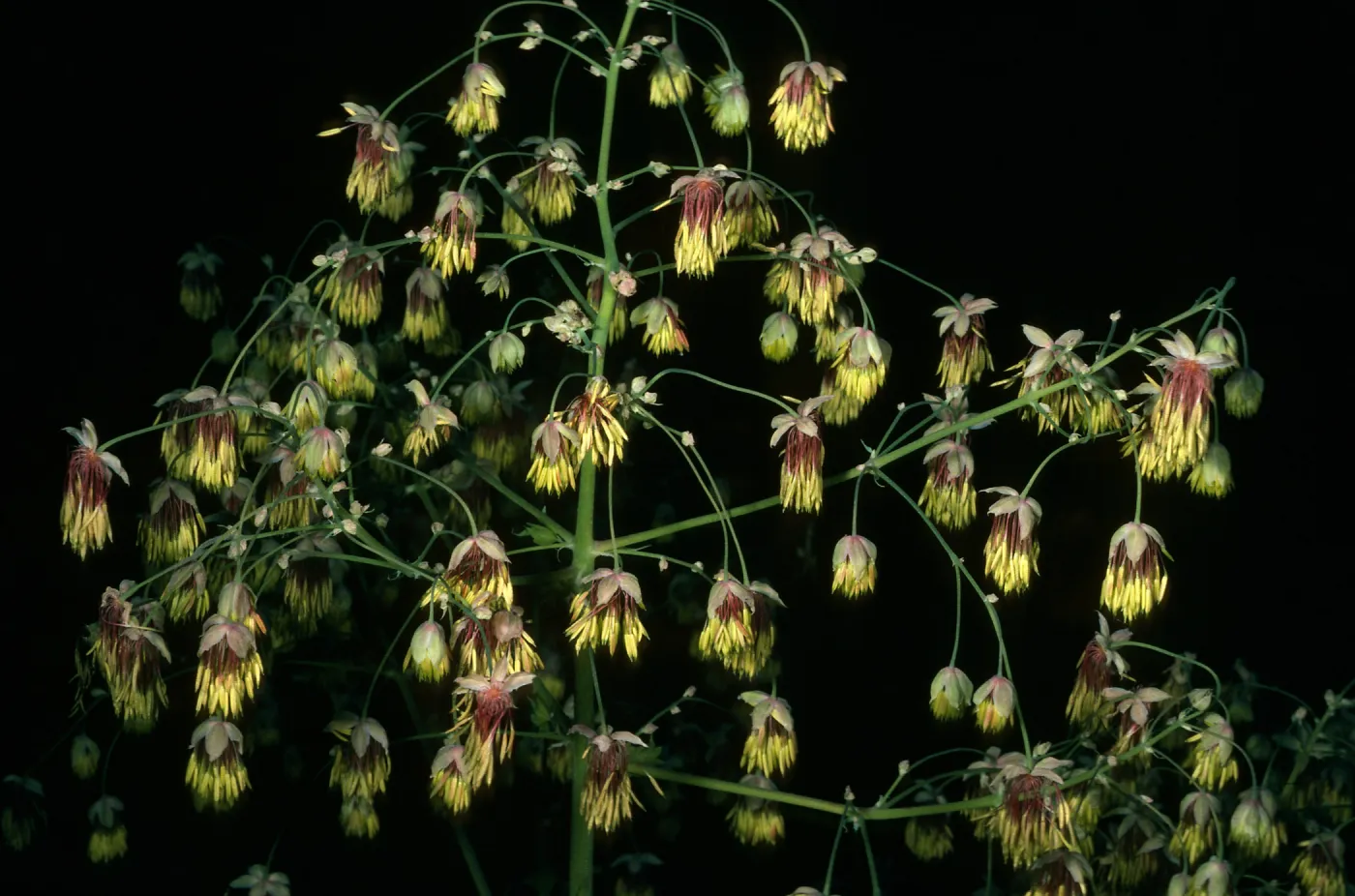 Thalictrum polycarpum, SBBG