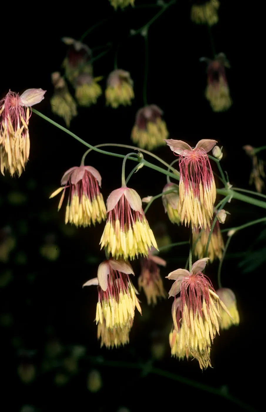 Thalictrum polycarpum, SBBG, Arroyo Section