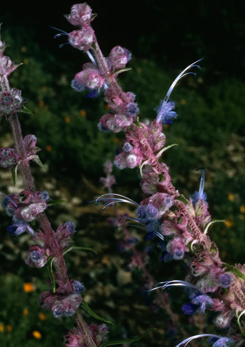 Trichostema lanatum, Rancho Santa Ana BG